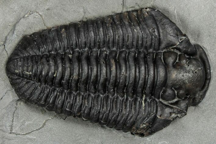 Calymene Niagarensis Trilobite Fossil - New York #357081